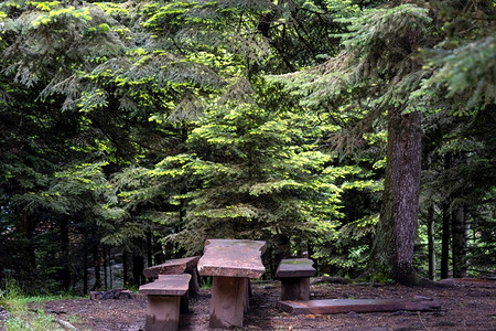 林中休息区用木制的桌子和板凳夏天树木长椅图片