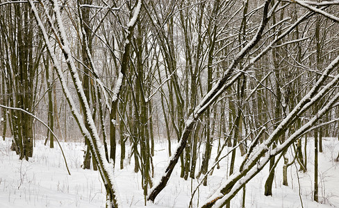 覆盖冰森林的冬季树木裸露没有叶在自然的冬季森林中布满雪和霜冻地貌环境图片