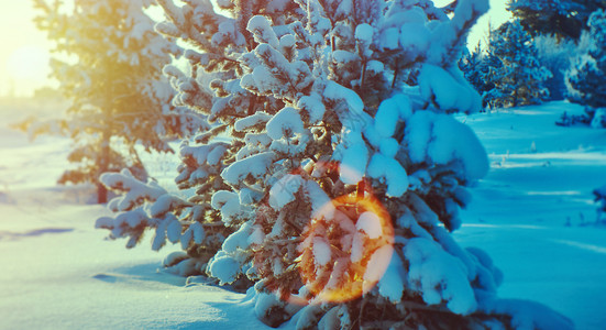 美丽的圣诞风景冬天的松树林冰雪寒冷的图片