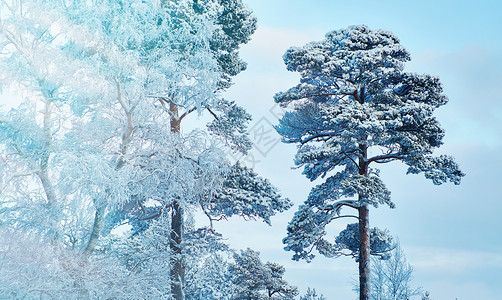 寒冷的美丽圣诞风景冬季与松树林旅行季节图片
