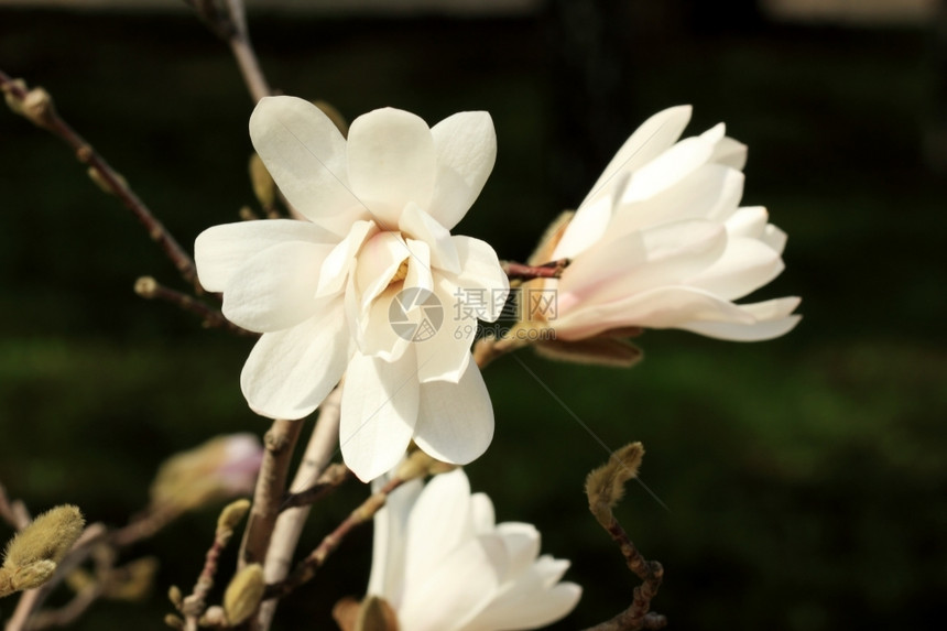 季节蕊树夏天的白木兰花在绿色背景下开花玛格诺利娅处女图片