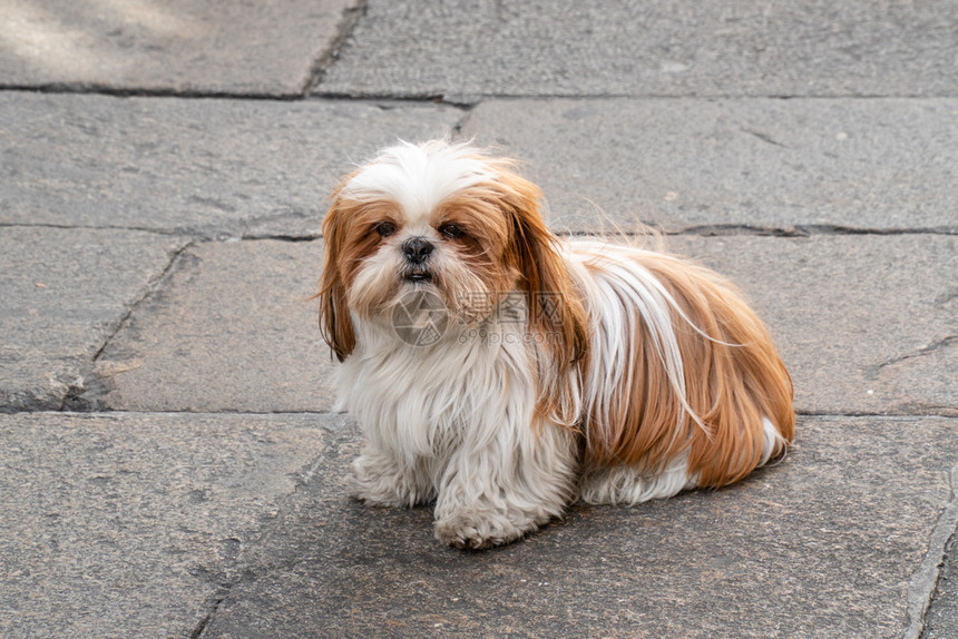 城市小狗坐着的Shihtzu狗白棕色头发在铺路石上结图片