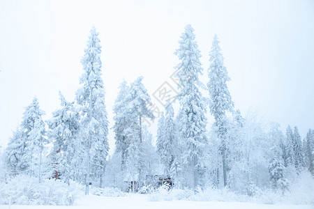 冬季风景雪中的圣诞树图片