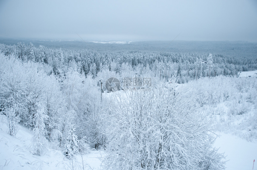 庆典新鲜的公园美丽冬季风景雪中的树木寒冷冬图片