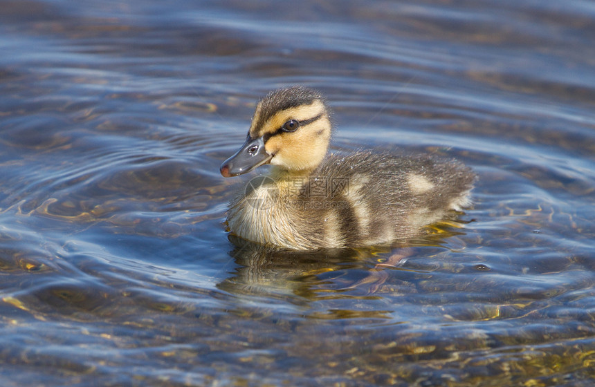 婴儿鸭在水中游泳年轻的小鸭鸡图片