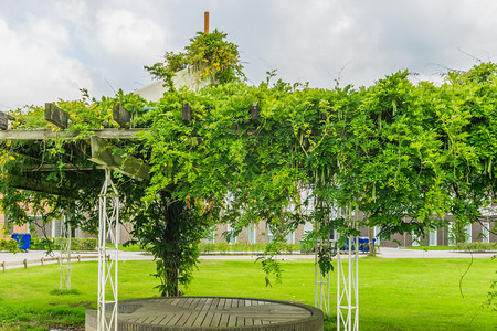 豆种植遍及各地季节木头户外图片