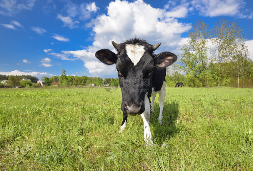 景观夏天动物大鼻子绿地背景的大鼻子牛肖像农场动物放牧的牛动物大鼻子绿地背景的大鼻子牛肖像吃草牛奶图片