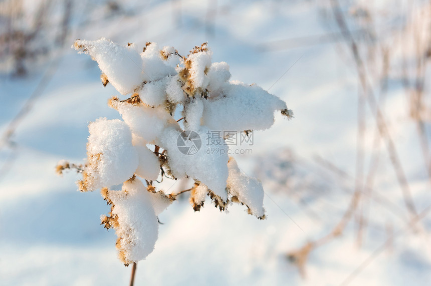 绿色早晨季节草地上的霜植物冰晶雪中草对着天空雪中的草对着天空地上的霜图片