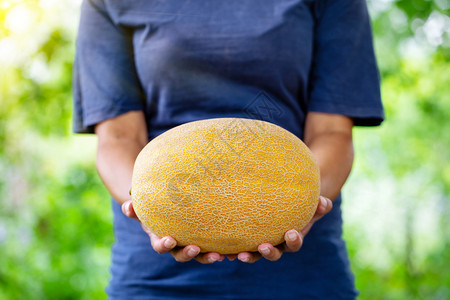 黄瓜在女农手中环保产品的概念健康营养在女农手中收获黄瓜扩展的热带夏天图片