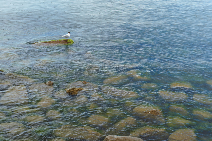 环境海岸翅膀鸥在石头上白鸟海里白鸟石头上海鸥图片
