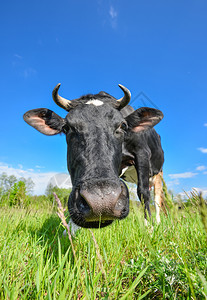 户外农业家畜牛的肖像与大鼻涕在绿田农场动物的背景上图片