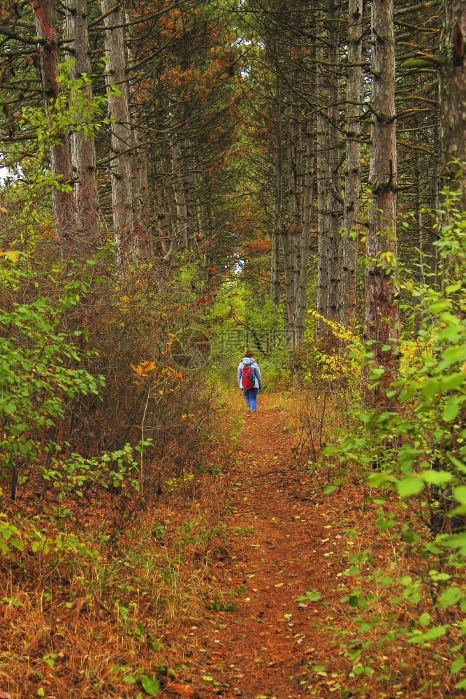 女孩白天在秋森林散步的年轻女青她们有包装袋木头运动图片
