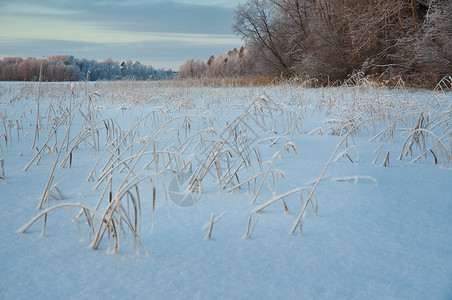 亮度芦苇户外冬季美丽的圣诞风景冰冻和雪湖的海岸图片