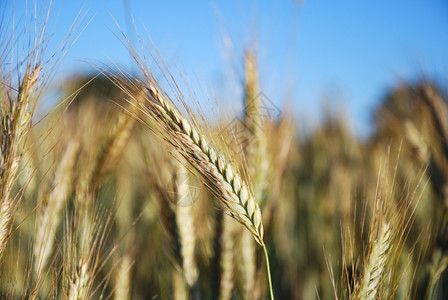 种植黑麦玉米在农民田间密闭自然农业生的图片