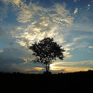 树木日落剪影图片