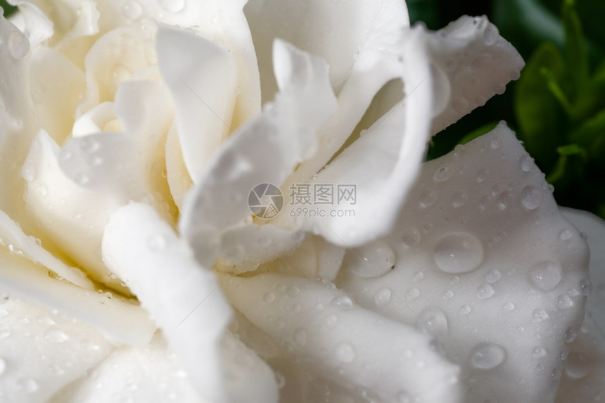 栀子花与雨滴宏观纯度植物白色的图片