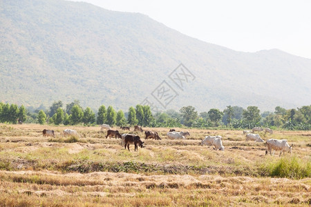 景观乡村的靠近山区畜牧养殖附近的牛饲养草农田图片