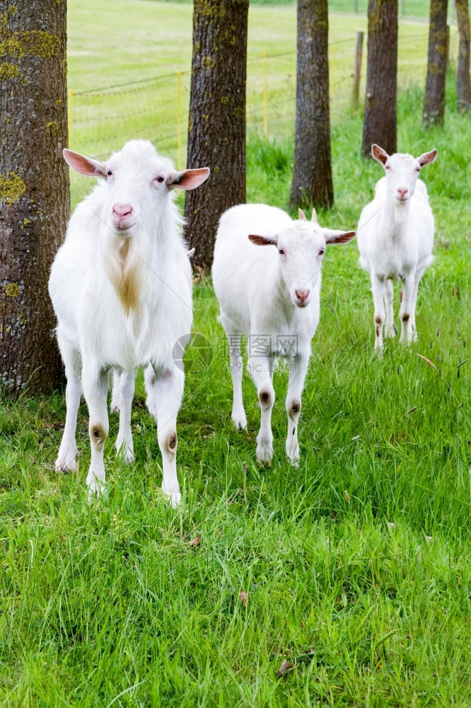 绿草上的白山羊和自然树干胡舍内维尔配种图片