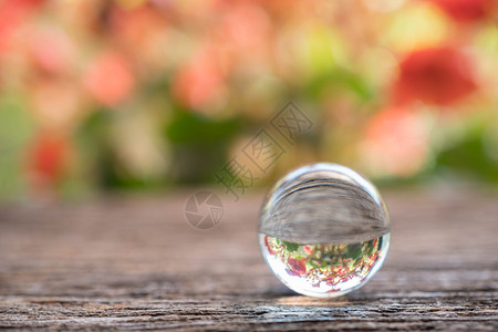 木背景上红色花朵反射的水晶球木头户外红色的图片