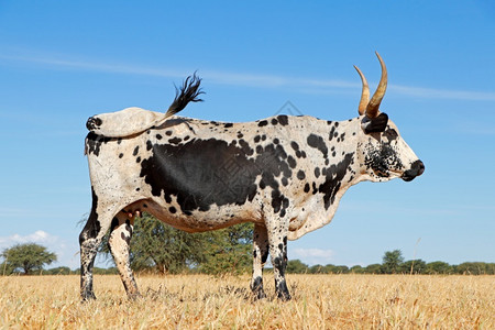 农业动物Nguni牛南非的土著牲畜品种农村场非洲人图片