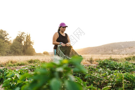 农民妇女用盒子在田野收获自然农艺学生产图片