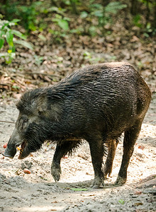 哺乳动物亚洲丛林野猪饲养雄生动物和照片肖像公猪图片