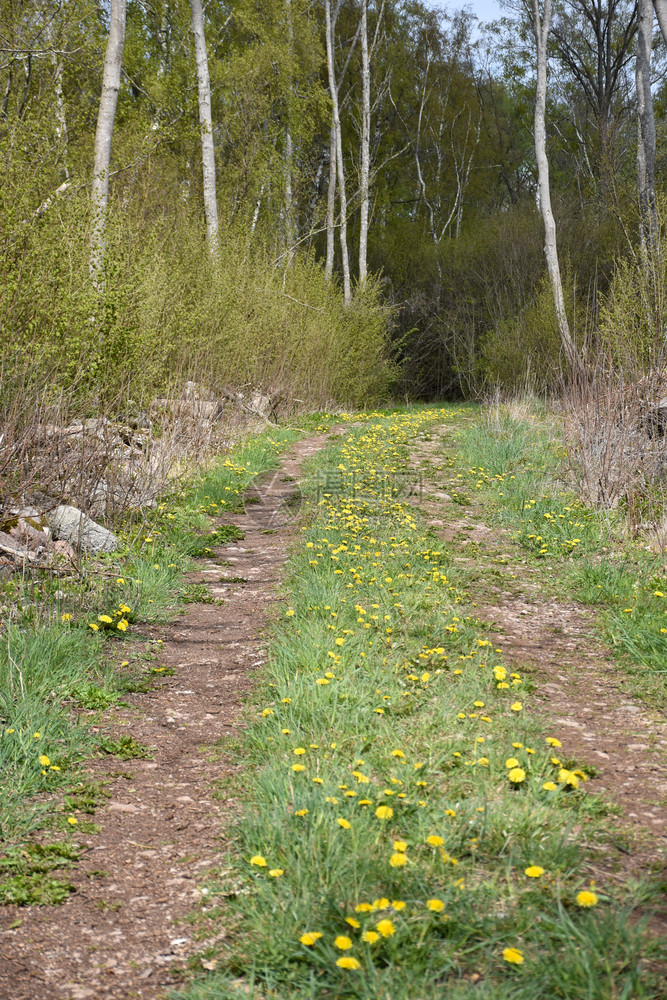 污垢土地美丽的瑞典奥兰岛绿草地上有花朵的泥土路在瑞典奥兰岛绿草地上图片