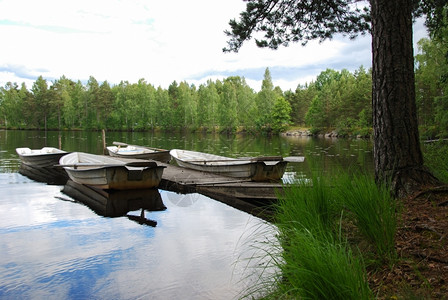 树木自然一种与停泊在瑞典森林的一个和平海湾划船游艇图片