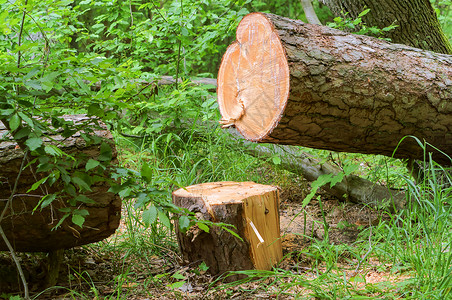 砍伐的树干砍伐干砍伐环境日志记录森林环境的高清图片素材