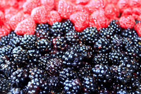 黑莓和草一大堆成熟的黑莓和草自然有用颜色图片