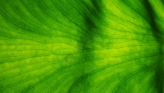 绿色植物纹路图片