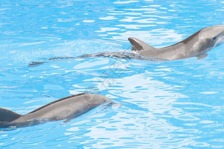水池游泳的海豚海洋生物高清图片素材