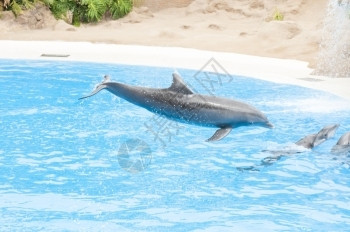 海豚表演野生动物高清图片素材