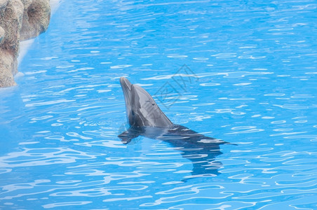 水中的海豚海洋高清图片素材