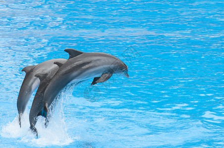 海豚表演蓝色的高清图片素材