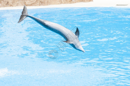 海豚跳跃表演图片