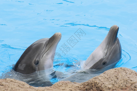 水中的海豚动物高清图片素材