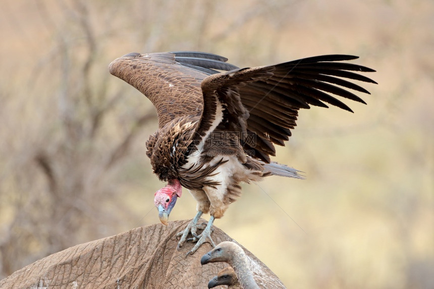 南非克鲁格公园KrugerNationPark一头木偶脸的秃鹰托戈斯毒气清理一只死去的大象动物胴体荒野图片