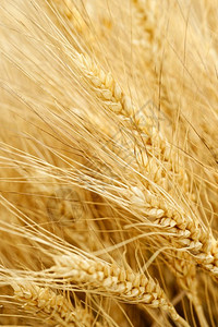 干燥谷物金小麦的背景和纹理农业抽象的金小麦背景和纹理领域墙纸图片