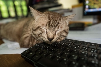 宠物工作暂停猫睡在键盘上动物眠图片