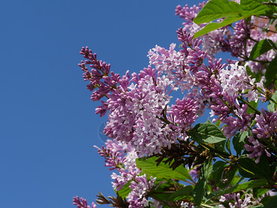 圣彼得堡分支花朵与蓝天的相对与开紫丁香高清图片素材