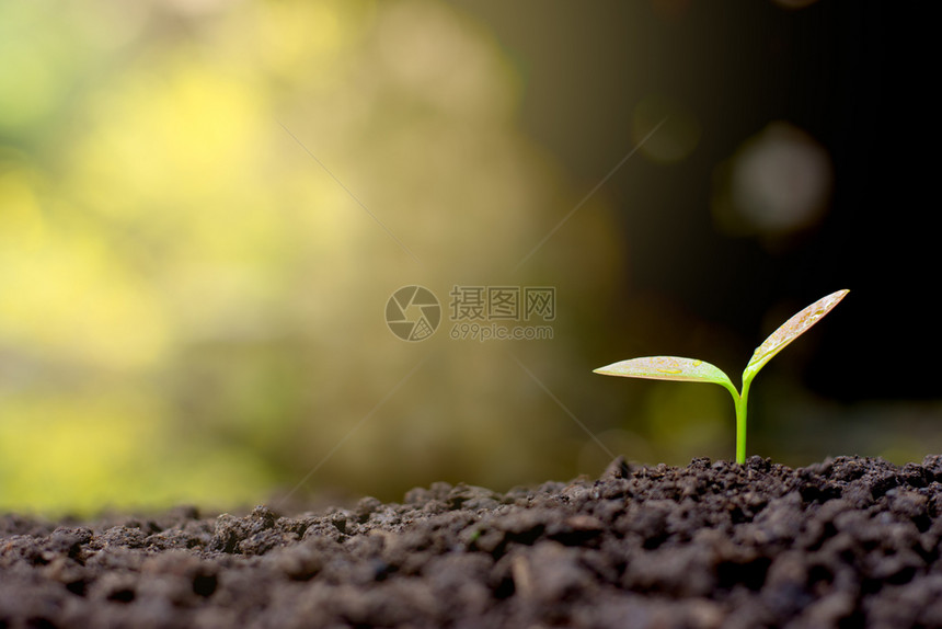 幼苗生长在土壤中的阳光照耀的幕下生活散景绿色图片