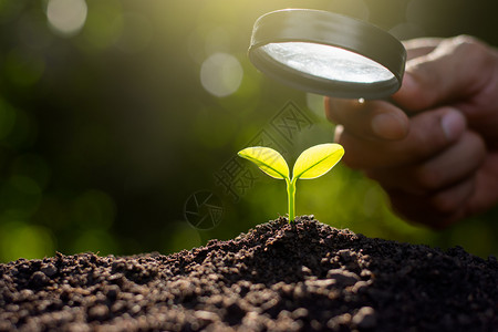 年轻的农场植物树苗在土壤中生长态学概念图片