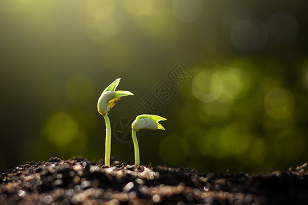 绿色年轻的自然树苗在土壤中生长图片