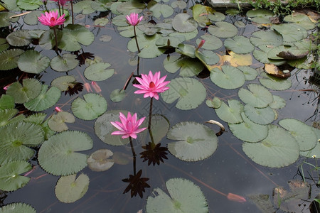 池塘中的红莲花背景图片