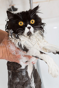 卫生一种猫洗澡或淋浴给波斯种猫害怕高清图片素材