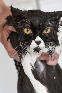 害怕洗澡或淋浴给波斯种猫卫生一品种高清图片素材