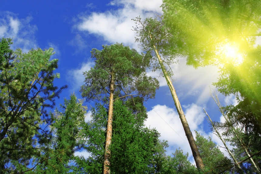 树木头蓝色的阳光闪耀太正在穿过松树顶端图片