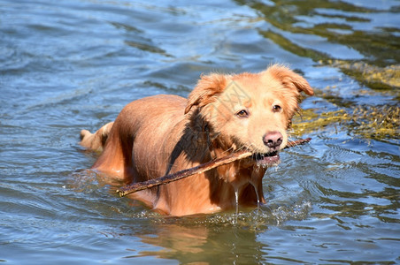 鼻子美丽的潮湿拖拉狗在海中捡根棍子红色的听话图片