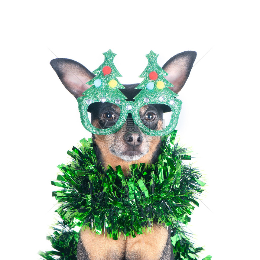 戏服动物团体穿着有趣的新年树皮眼镜狗肖像孤立在白色圣诞主题新年图片